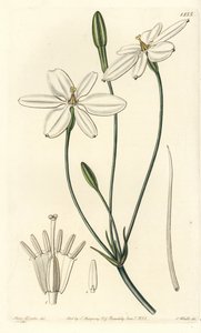 Meksika Yıldızı - Meksika yıldızı veya kar beyazı milla, Milla biflora. Sydenham Edwards
