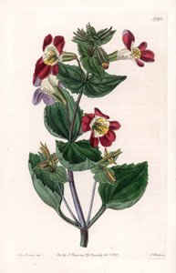 Maymun çiçeği veya misk çiçeği olarak adlandırılan mimule çeşidi - S.Watts tarafından oyulmuş tahta, Sarah Anne Drake (1803-1857), Sydenham Edwards Botanik Kaydı