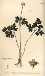 Miskkökü, Adoxa moschatellina, Tetragynia, çiçek 1 ve pistilla 2,3. Lambeth