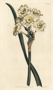 Nergis bir buket - Demet çiçekli nergis, Nergis tazetta (Soluk fincanlı beyaz bahçe nergisi; Narcissus orientalis) - William Curtis