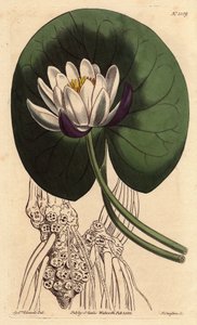 Nenuphar