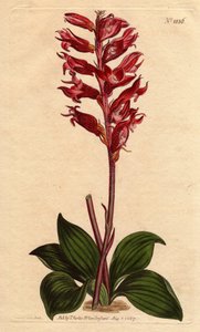 Jamaika