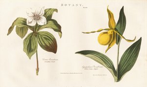 Kuzey Amerika Kır Çiçekleri: Kanada Bunchberry ve Sarı Leydi Terliği by Sydenham Teast Edwards