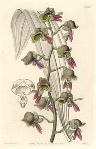 Orkide Catasetum, iki tonlu çiçekler, Guyana