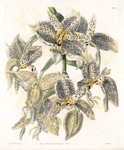 Orkide: Stanhopea çeşidi, neotropik - S.Watts tarafından oyulmuş plaka, Sarah Anne Drake (1803-1857), Sydenham Edwards Botanik Kaydı