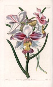 Orkide: Vanda çeşidi, Asya