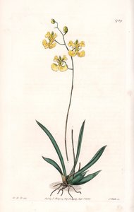 Orkide: Variete Tolumnia guianensis, Haiti ve Santo Domingo