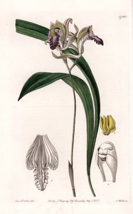 Orkide: Variety of Bletia of America - S.Watts tarafından oyulmuş plaka, Sarah Anne Drake (1803-1857), Sydenham Edwards Botanik Kaydı