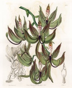 Orkide: Cycnoche Variety - S.Watts tarafından oyulmuş tahta, Sarah Anne Drake (1803-1857), Sydenham Edwards Botanik Kaydı