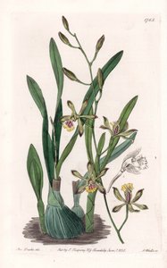 Orkide: epidendre grele - S.Watts tarafından oyulmuş tahta, Sarah Anne Drake (1803-1857), Sydenham Edwards Botanik Kaydı