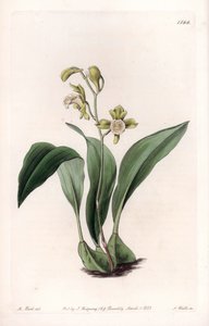 Orkide: maksiller bir demet - S.Watts tarafından oyulmuş tahta, Sarah Anne Drake (1803-1857), Sydenham Edwards Botanik Kaydı