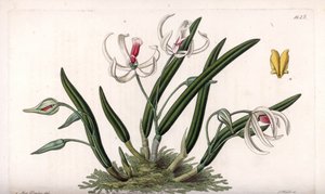 Orkide: minyatür leptot çeşitleri - S.Watts tarafından oyulmuş plaka, Sarah Anne Drake (1803-1857), Sydenham Edwards Botanik Sicilinden (1768-1819), İngiltere by Sydenham Teast Edwards