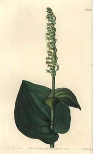 Orkide çeşidi - Gennaria diphylla (Kalp yapraklı herminium, Herminium cordatum). Sydenham Edwards