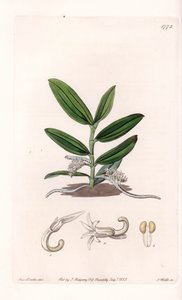 Orkide: variete de camphylocentrum - S.Watts tarafından oyulmuş plaka, Sarah Anne Drake (1803-1857), Sydenham Edwards Botanik Kaydı