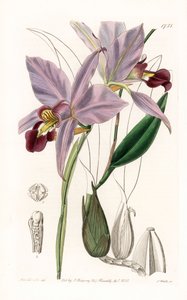 Orkide: variete de laelia - S.Watts tarafından oyulmuş plaka, Sarah Anne Drake (1803-1857), Sydenham Edwards Botanik Kaydı