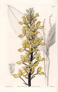 Orkide: govenia çeşidi - S.Watts tarafından oyulmuş plaka, Sarah Anne Drake (1803-1857), Sydenham Edwards Botanik Kaydı