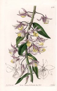 Orkide: çeşitli Dendrobium, Asya