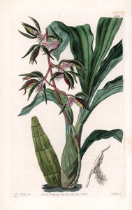 Orkide: Sakallı denilen katasetum çeşidi - S.Watts tarafından oyulmuş plaka, Sarah Anne Drake (1803-1857), Sydenham Edwards Botanik Kaydı