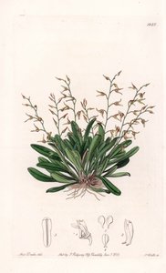 Orkide: çeşitli epidendre - S.Watts tarafından oyulmuş plaka, Sarah Anne Drake (1803-1857), Sydenham Edwards Botanik Kaydı