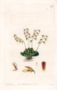 Orkide: çeşitli epidendre - S.Watts tarafından oyulmuş plaka, Sarah Anne Drake (1803-1857), Sydenham Edwards Botanik Kaydı