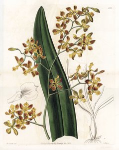 Orkide: çeşitli epidendrum - S.Watts tarafından oyulmuş plaka, Sarah Anne Drake (1803-1857), Sydenham Edwards Botanik Kaydı