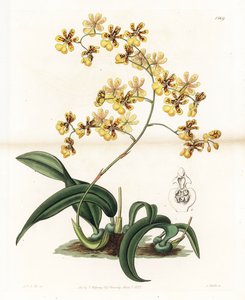 Orkide: Brezilya