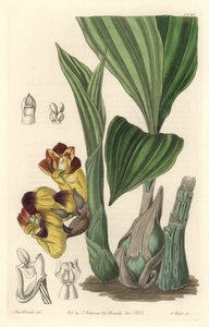 Orchidee Acanthephippium bicolor, aslen Sri Lanka