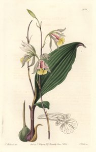 Orchidee, American Bletia - S. Watts tarafından Su Forte, Botanik Kayıtlarından T. Holland