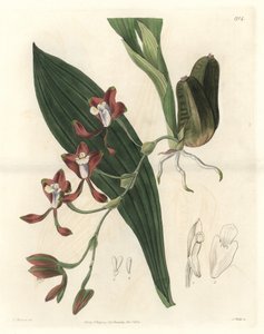 Orchidee Batemannia, Guyana