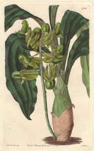 Orchidee Catasetum, Brezilya