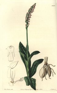 Orchidee neotine - Yoğun çiçekli orkide, Neotinea maculata (Tek boyutlu aceras, Aceras secundiflora). Sydenham Edwards