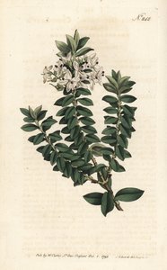 Ouessant mersin veya eliptik veronika - Çapraz yapraklı sürat teknesi, Veronica decussata. Sydenham Edwards rom William Curtis