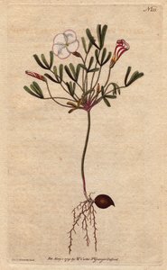 Oxalis (küçük kuzukulağı), Afrika