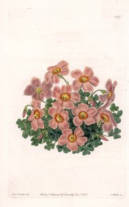 Oxalis Variete - S.Watts tarafından oyulmuş plaka, Sarah Anne Drake (1803-1857), Sydenham Edwards Botanik Kaydı