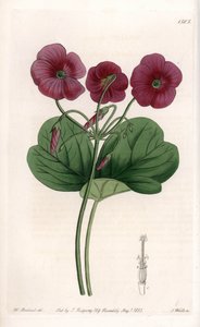 Oxalis de Bowie - S.Watts tarafından oyulmuş plaka, Sarah Anne Drake (1803-1857), Sydenham Edwards Botanik Kaydı