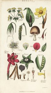 Petal, nektar, kavuz, tohum, spathe, bracte, baklagiller vb. dahil çiçek parçaları. John Mason Good