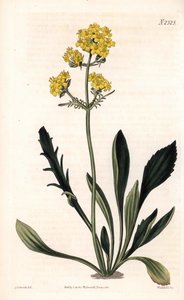 Patrinia sibirica (Altay kediotu, Valeriana ruthenica). Samuel Curtis