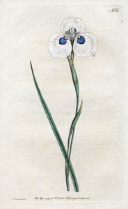 Peacock Iris - Sydenham Edwards (1768-1819) tarafından litografi, William Curtis