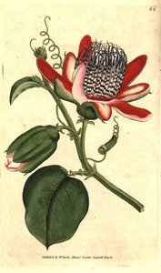 Parfüm grenadilla (veya refresco maracuja) - (Kanatlı çarkıfelek, Passiflora alata. William Curtis