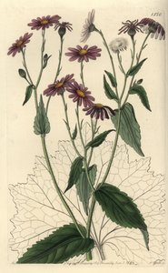 Pericallis tussilaginis (Ökekotu yapraklı yerfıstığı, Senecio tussilaginis). Sydenham Edwards