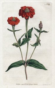 Peru zinnia veya bresine - Sydenham Edwards (1768-1819) tarafından litografi, William Curtis tarafından Botanik Dergisi