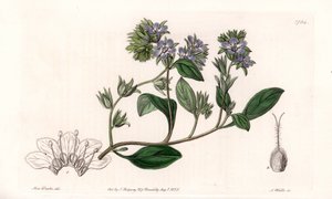 Phacelia, Kaliforniya