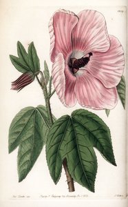 Pembe Hibiscus - Sydenham Edwards Botanik Sicilinden (1768-1819), İngiltere