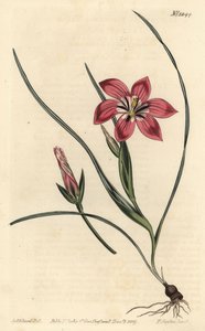 Pembe froetang, Romulea flava (Blush trichonema, Trichonema pudicum). William Curtis
