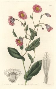 Avustralya