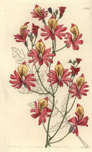 Fakir adamın orkidesi, Schizanthus grahamii (Kör yapraklı schizanthus, Schizanthus retusus). Sydenham Edwards