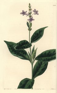 Pseuderanthemum faecundum (Sürekli esen eranthemum, Eranthemum faecundum). Sydenham Edwards