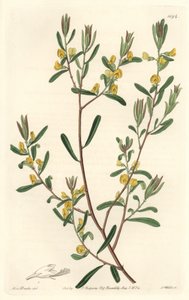 Pultanea flexilis, Avustralya