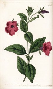 Mor çiçek petunya - S.Watts tarafından oyulmuş plaka, Sarah Anne Drake (1803-1857), Sydenham Edwards Botanik Kaydı