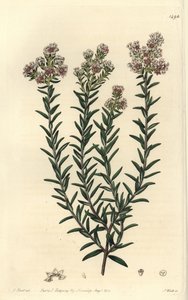 Kırmızı soulangia, Soulangia rubra. Sydenham Edwards